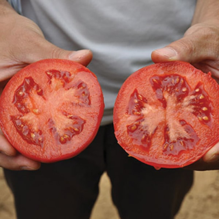 Фото Насіння томатів (помідор) Черокі F1 (Cheroki F1), №2