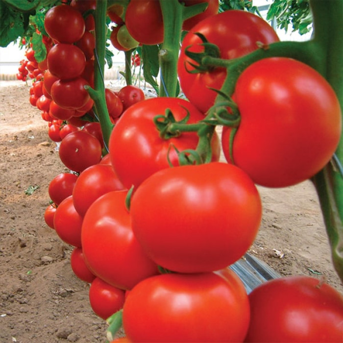Фото Насіння томатів (помідор) Черокі F1 (Cheroki F1)