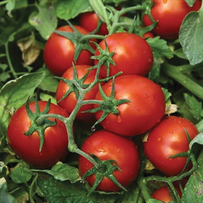 Фото Насіння томатів (помідор) Чіблі F1 (Chibli F1)
