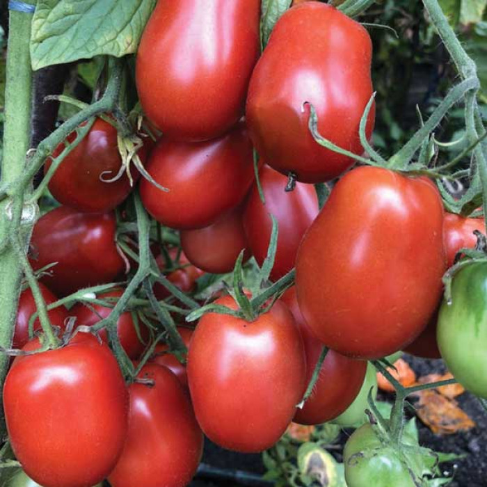 Фото Насіння томатів (помідор) Чіко
