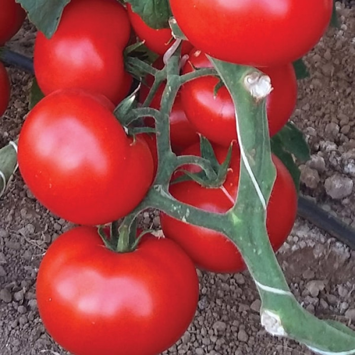 Фото Насіння томатів (помідор) Чімган F1 (Chimgan F1)