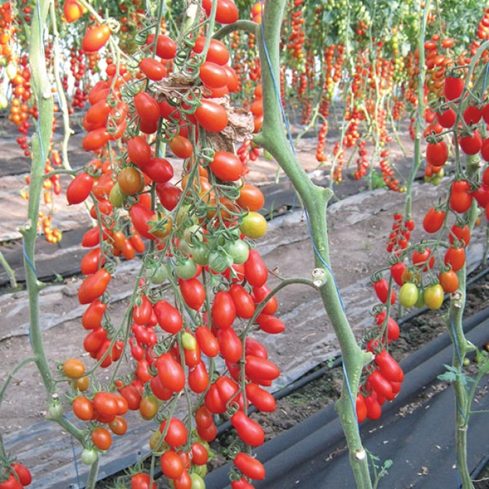 Фото Насіння томатів (помідор) Коліна F1, №1