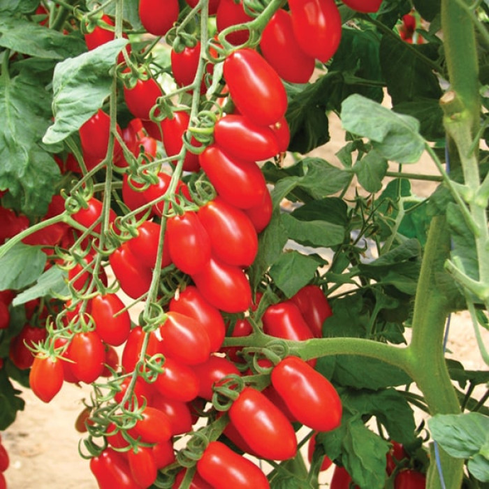 Фото Насіння томатів (помідор) Коліна F1
