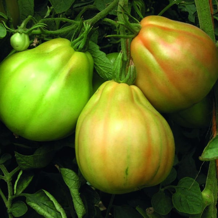 Фото Насіння томатів (помідор) Куор Ді Буе Альбенга