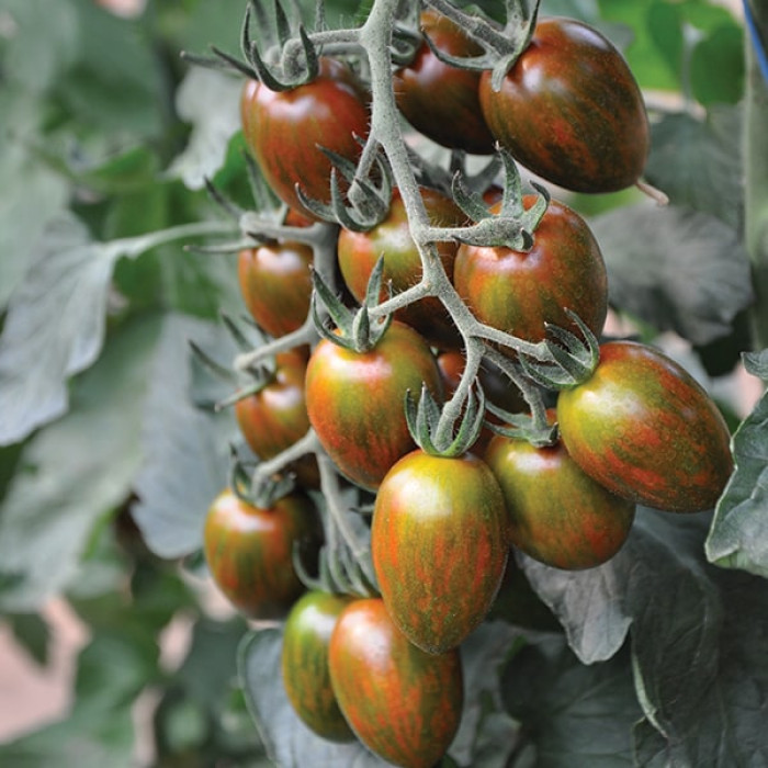 Фото Насіння томатів (помідор) Кріспіна Плюм F1 (Crispina Plum F1), №3