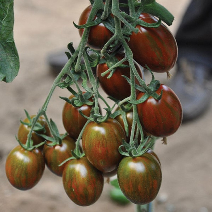 Фото Насіння томатів (помідор) Кріспіна Плюм F1 (Crispina Plum F1)