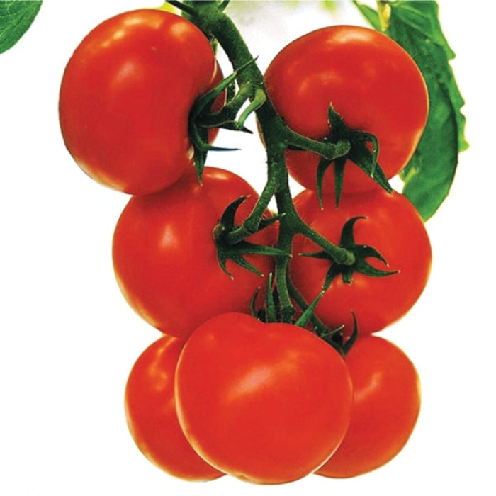 Фото Насіння томатів (помідор) Крістал F1 (Cristal F1)