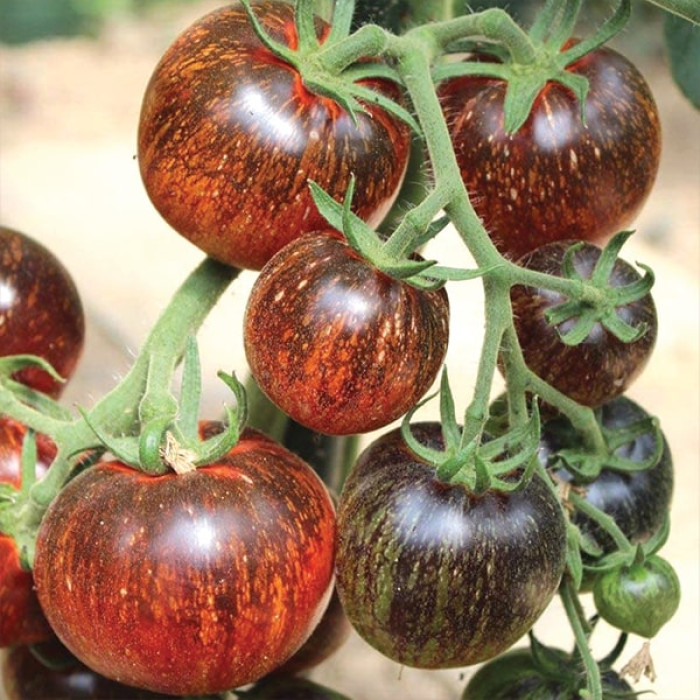 Фото Насіння томатів (помідор) Темна Галактика