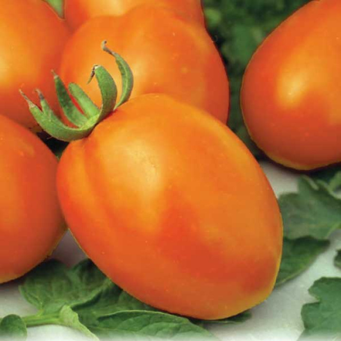 Фото Насіння томатів (помідор) Де Барао Помаранчевий