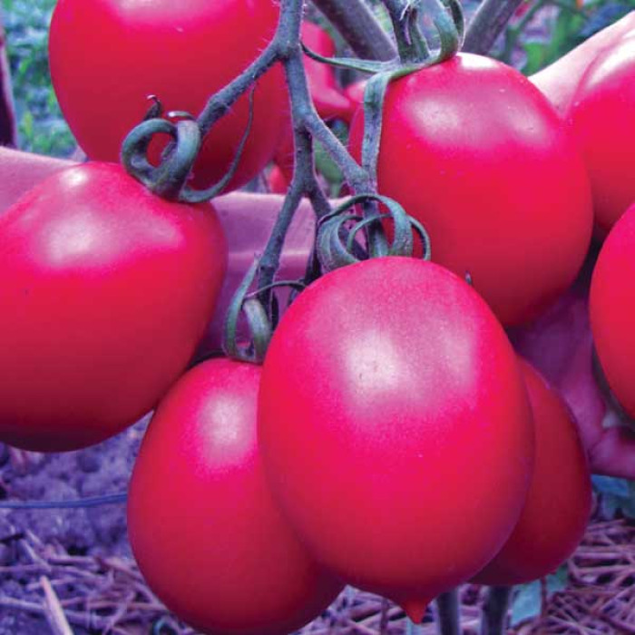 Фото Насіння томатів (помідор) Де Барао Царський Рожевий