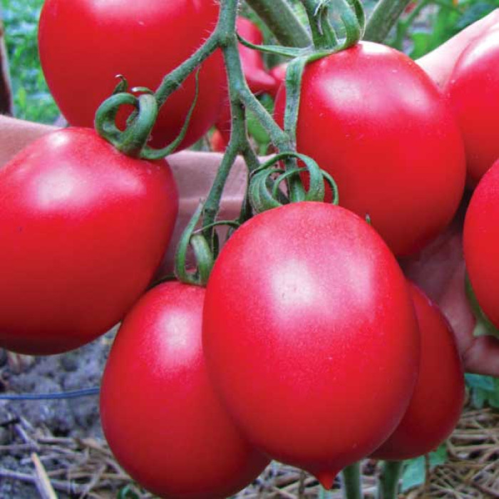 Фото Насіння томатів (помідор) Де Барао Царський Червоний