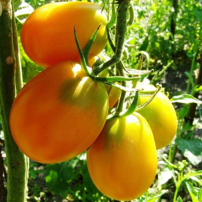 Фото Насіння томатів (помідор) Де Барао Золотий