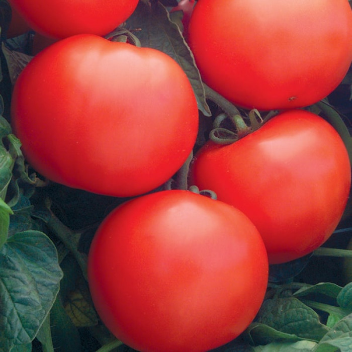 Фото Насіння томатів (помідор) Дебют F1 (Debut F1)