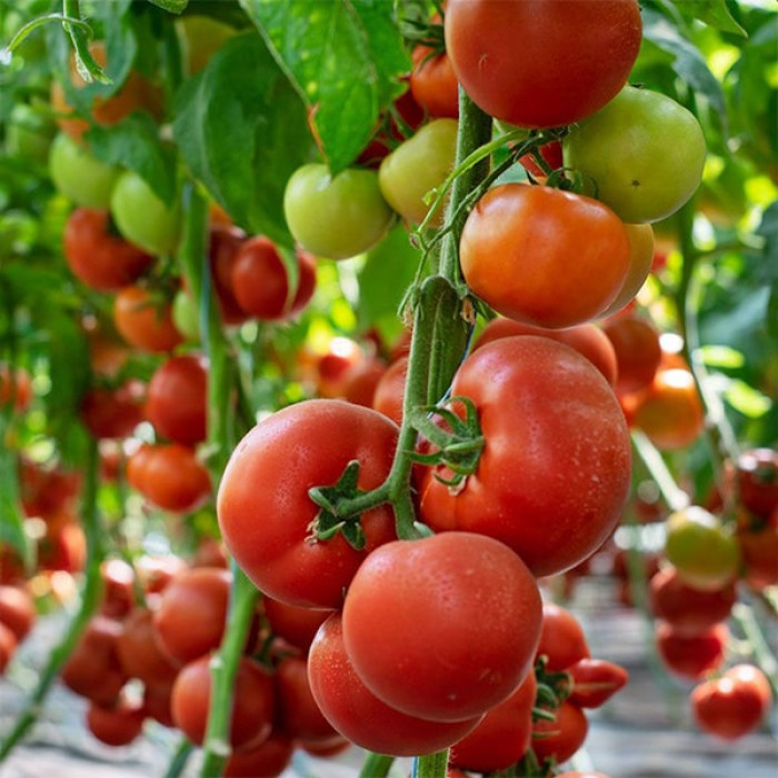 Фото Насіння томатів (помідор) Девонет F1, №1