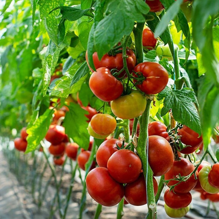 Фото Насіння томатів (помідор) Девонет F1, №2