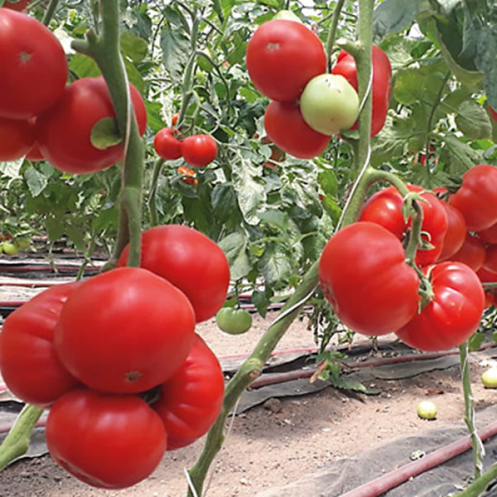 Фото Насіння томатів (помідор) Девонет F1, №3
