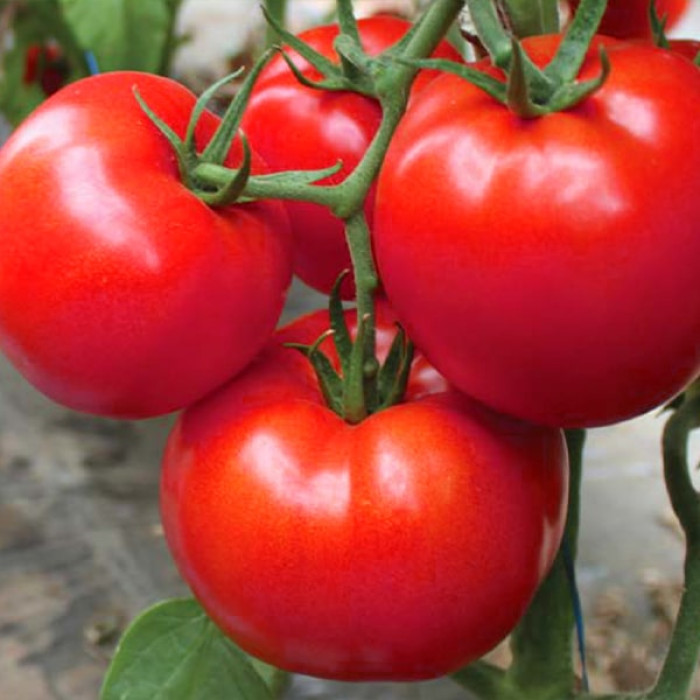 Фото Насіння томатів (помідор) Девонет F1