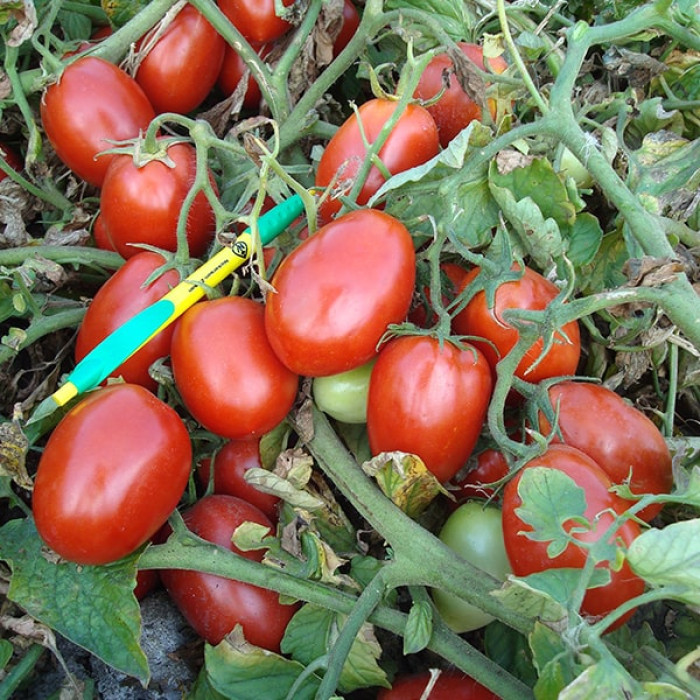 Фото Насіння томатів (помідор) Діадема F1