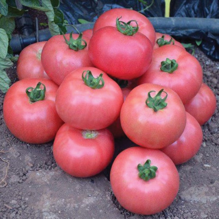 Фото Насіння томатів (помідор) Дімероза F1 (знято з в-ва)