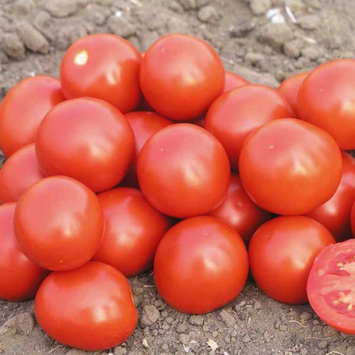 Фото Насіння томатів (помідор) Дональд F1 (DONALD F1)
