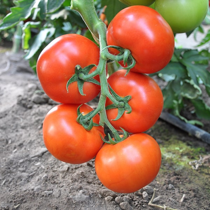 Фото Насіння томатів (помідор) Дофу 73-521 F1 (Dofu 73-521 F1)
