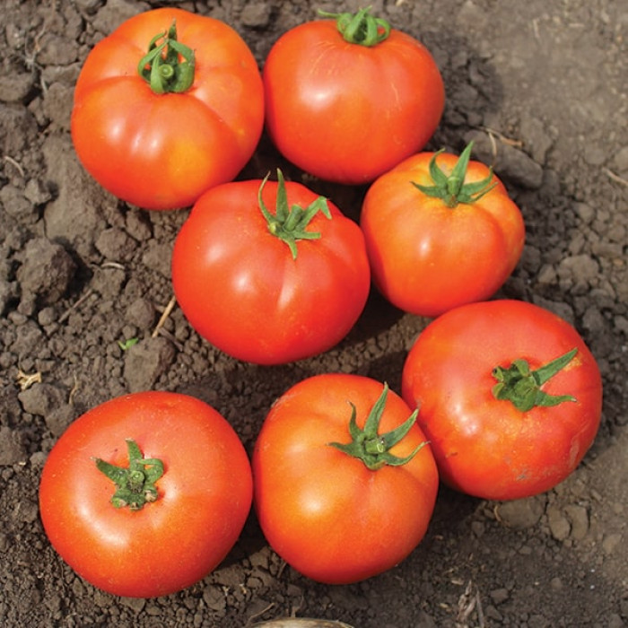 Фото Насіння томатів (помідор) Дуал Лардж F1, №1