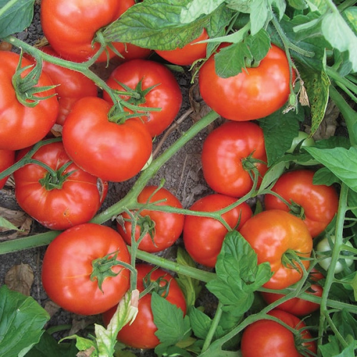 Фото Насіння томатів (помідор) Дуал Лардж F1, №2