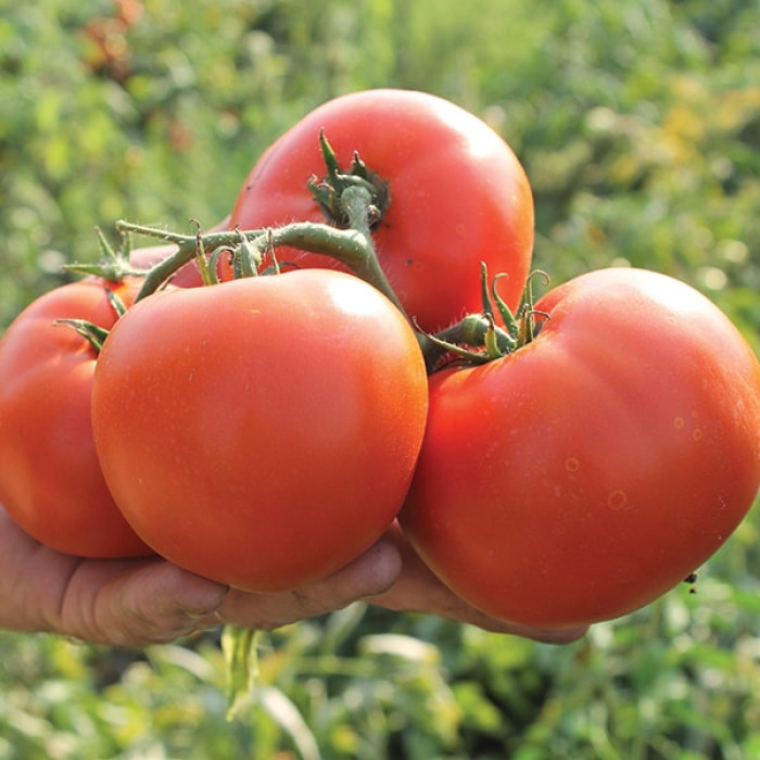 Фото Насіння томатів (помідор) Дуал Лардж F1