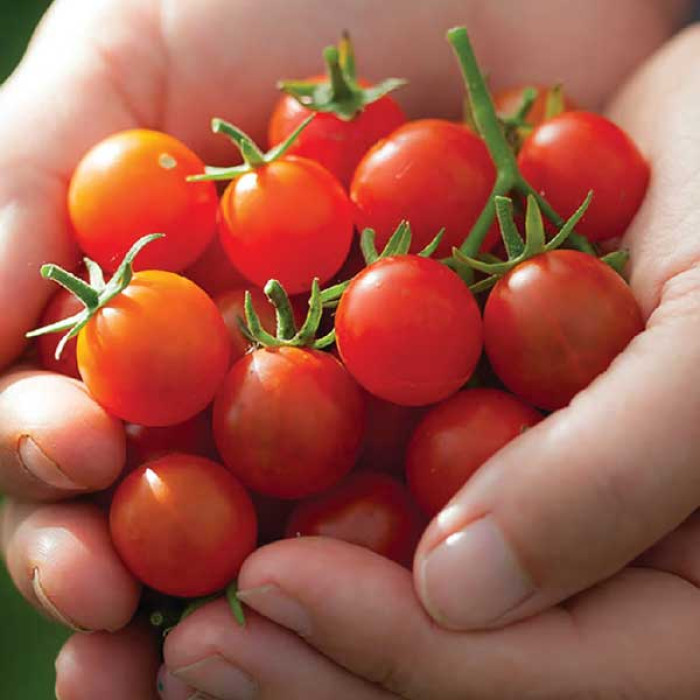 Фото Насіння томатів (помідор) Дюймовочка
