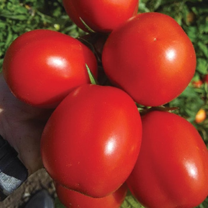 Фото Насіння томатів (помідор) Едвайзер F1, №1
