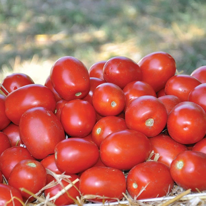Фото Насіння томатів (помідор) Едвайзер F1, №2