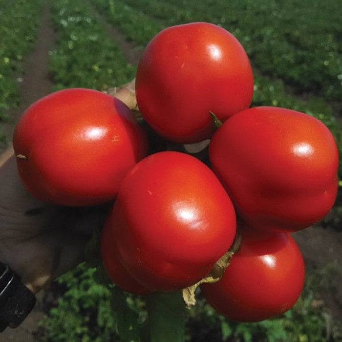 Фото Насіння томатів (помідор) Едвайзер F1