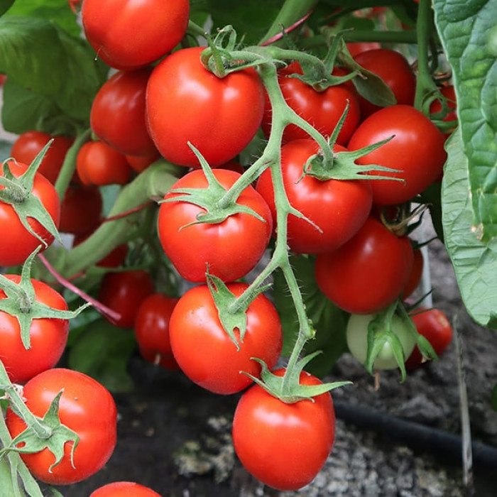 Фото Насіння томатів (помідор) ЄС 96005 F1