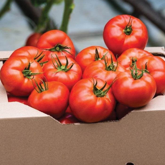 Фото Насіння томатів (помідор) Фантастіна F1 (Fantastina F1)