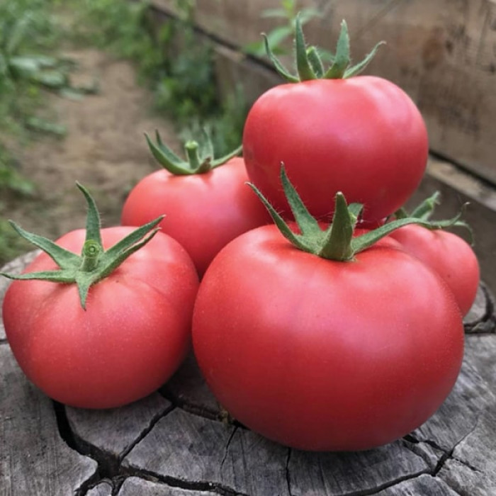 Фото Насіння томатів (помідор) Фенда F1 (Fenda F1)