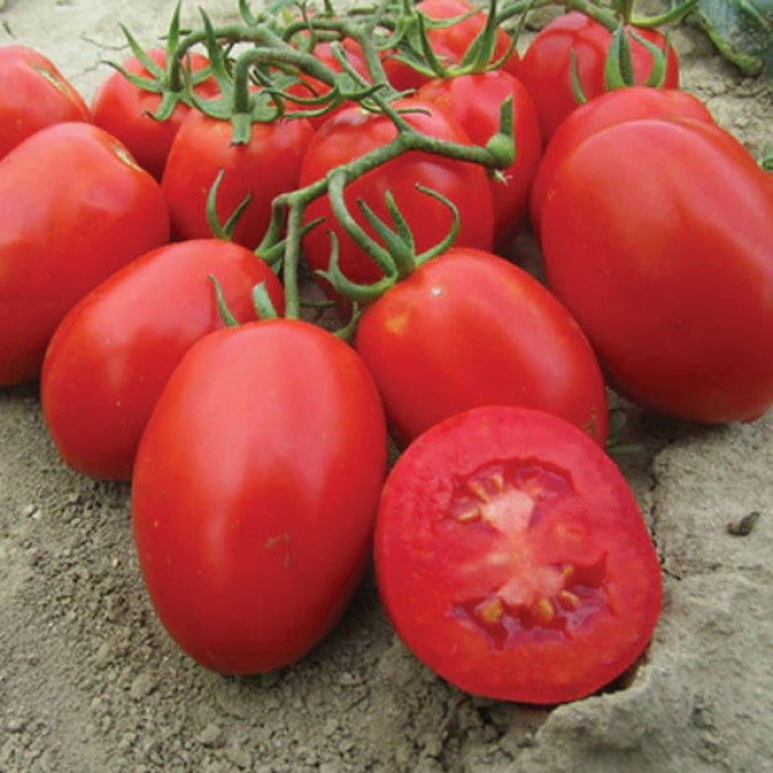 Фото Насіння томатів (помідор) Галакси F1