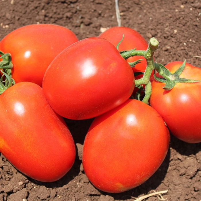 Фото Насіння томатів (помідор) Галілея F1 (Galilea F1), №1