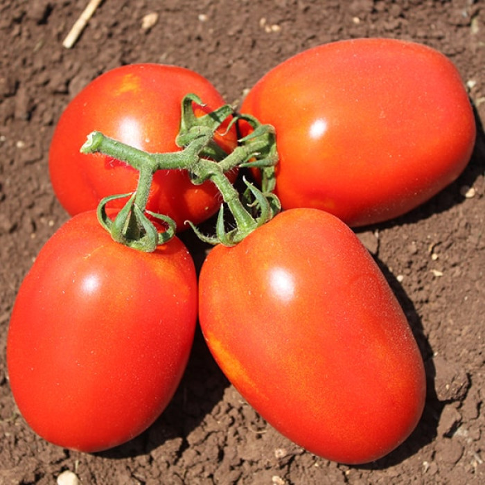 Фото Насіння томатів (помідор) Галілея F1 (Galilea F1)