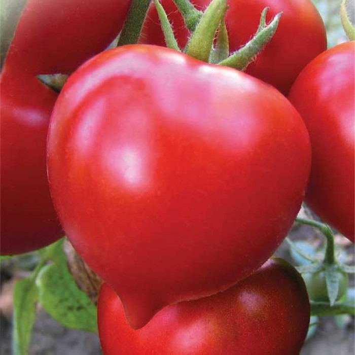 Фото Насіння томатів (помідор) Гібрид Тарасенко 2 F1