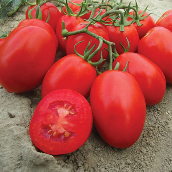 Фото Насіння томатів (помідор) Гібрид Тарасенко 3