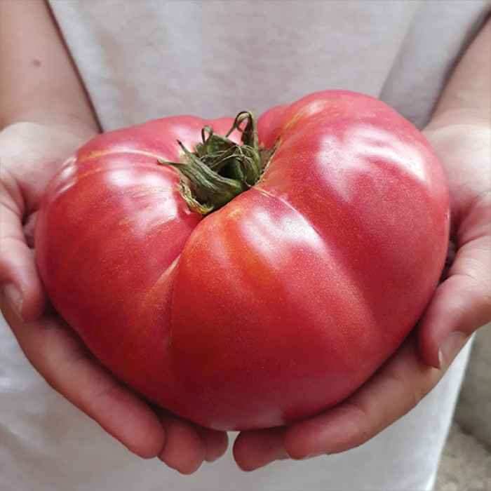 Фото Насіння томатів (помідор) Гігант Новікова