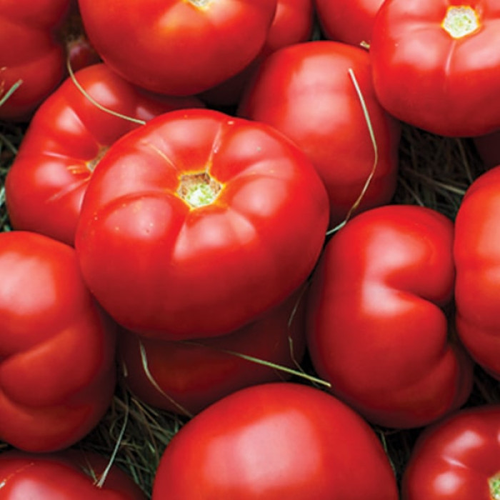 Фото Насіння томатів (помідор) Гравітет F1 (Gravitet F1), №1