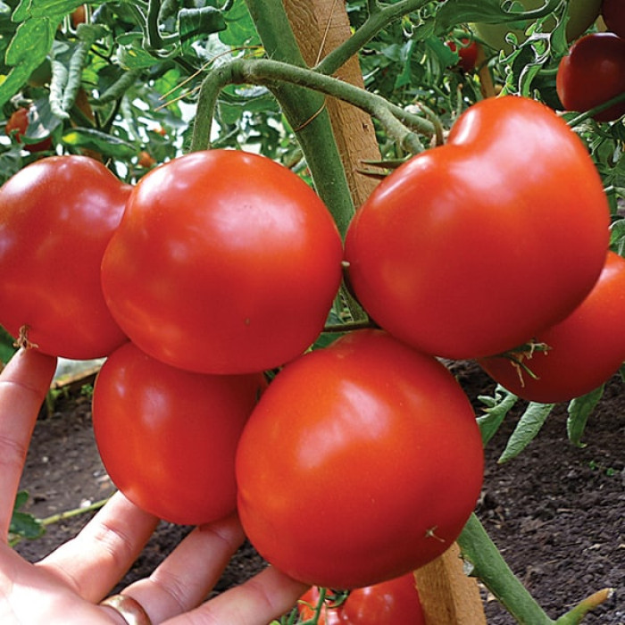 Фото Насіння томатів (помідор) Гравітет F1 (Gravitet F1)