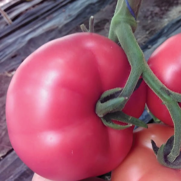 Фото Насіння томатів (помідор) Грифон F1 (GRYPHON F1)