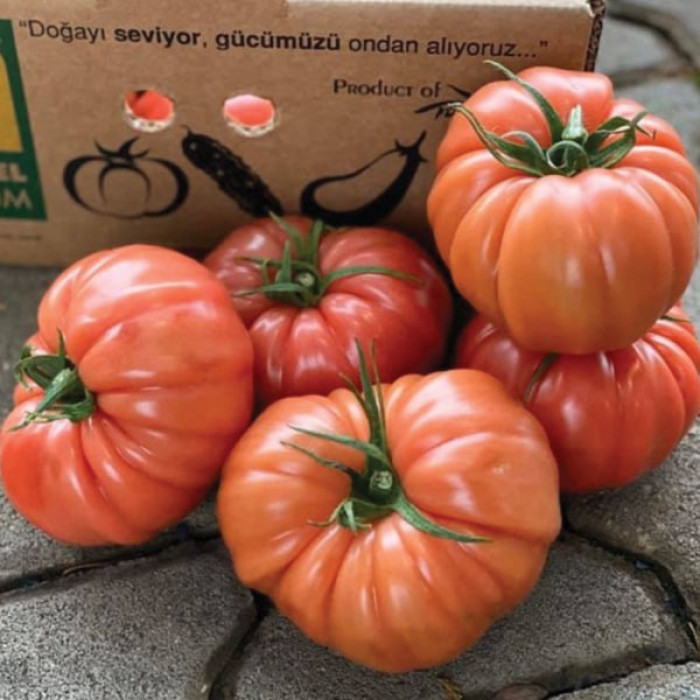 Фото Насіння томатів (помідор) Гюсто F1 (Gusto F1)