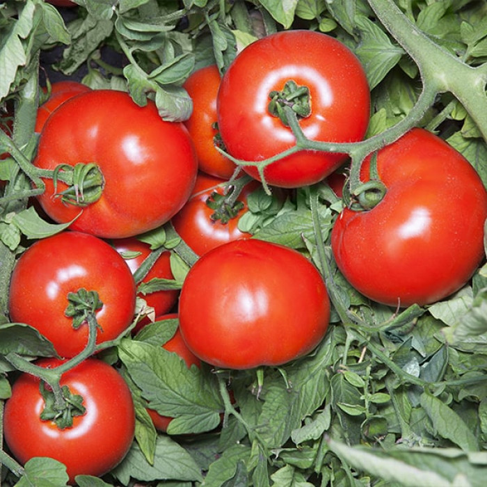 Фото Насіння томатів (помідор) Хайд F1 (Hide F1)