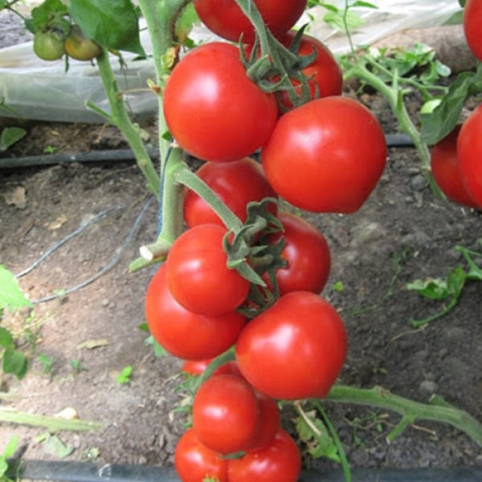 Фото Насіння томатів (помідор) Хітомакс F1 (Hitomax F1)