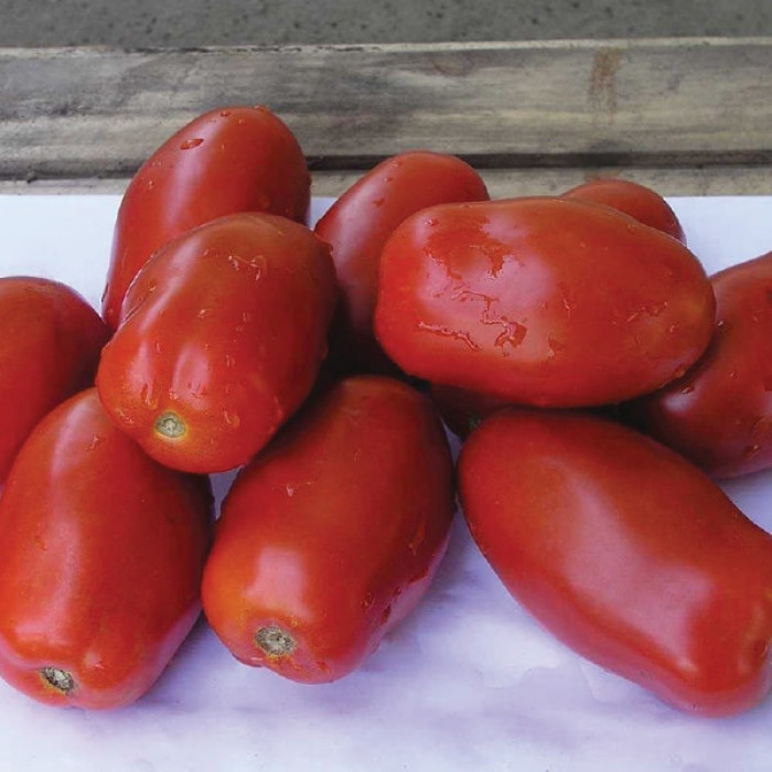 Фото Насіння томатів (помідор) Інкас F1 (Inkas F1)