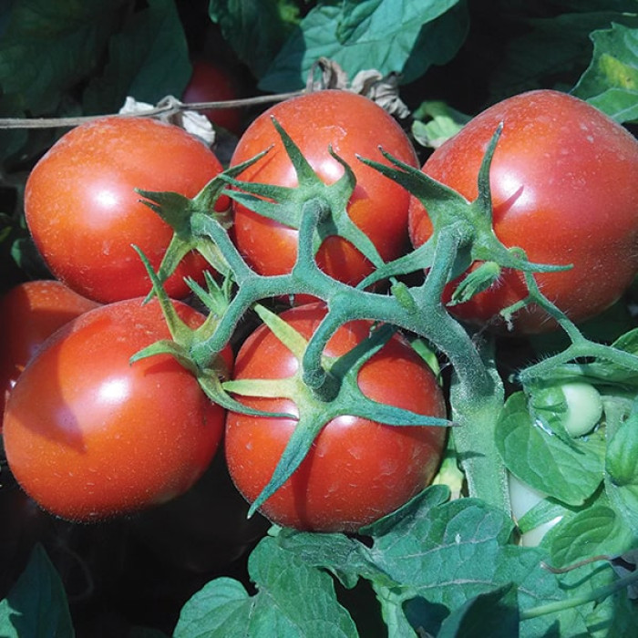 Фото Насіння томатів (помідор) Інкріз F1