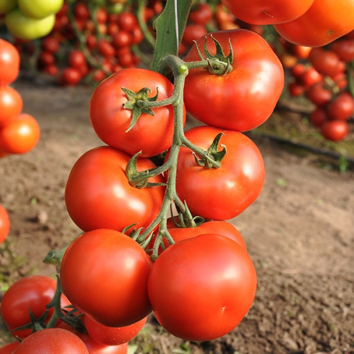 Фото Насіння томатів (помідор) Айвенго F1 (Ivanhoe F1), №1